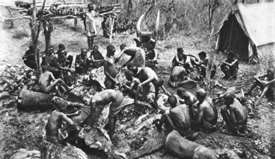 Killed for meat rations for our Rhodesian native troops by English Photographer